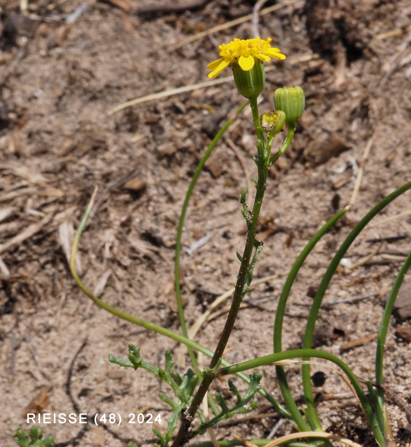 Ragwort, Mediterranean